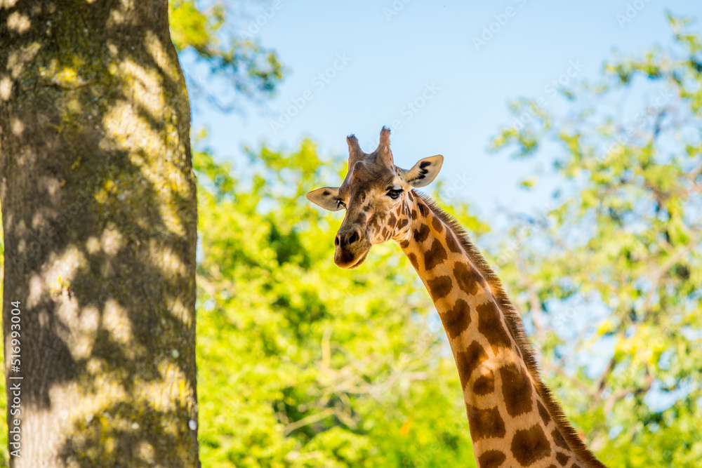 Africa savanna giraffe, head, nature. Giraffe in front of some green trees. Africa savanna giraffe, head, nature. Giraffe in front of some green trees.
