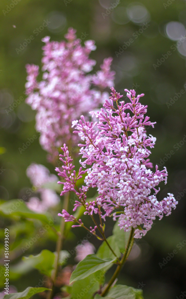 Fototapeta premium lilac flowers in the garden