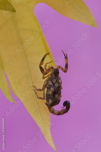 A mother Chinese swimming scorpion holds her babies to protect them from predators. This Scorpion has the scientific name Lychas mucronatus. photo