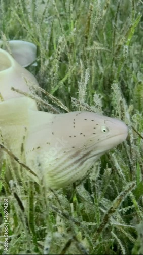 VERTICAL VIDEO: Close-up of Moray lie in green seagrass. Geometric moray or Grey Moray (Gymnothorax griseus) on Seagrass Zostera photo