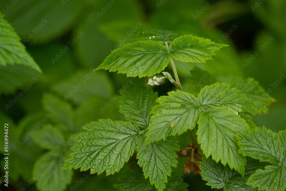Raspberry bush sprout, raspberry leaves Raspberry bush sprout, raspberry leaves