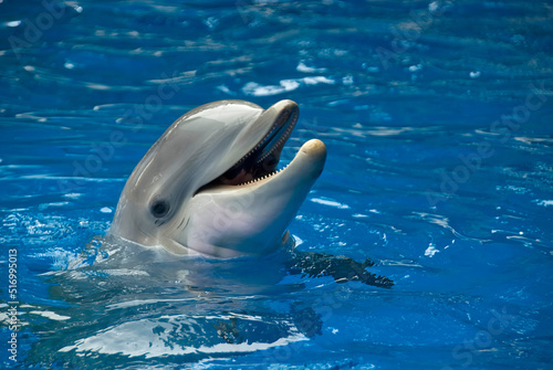 Head of a Tursiops truncatus dolphin sticking out in the surface