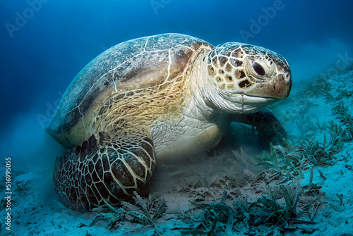 Big green turtle  chelonia Mydas  eating seagrass