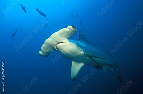 Close portrait of a scalloped shark (sphyrna lewini)