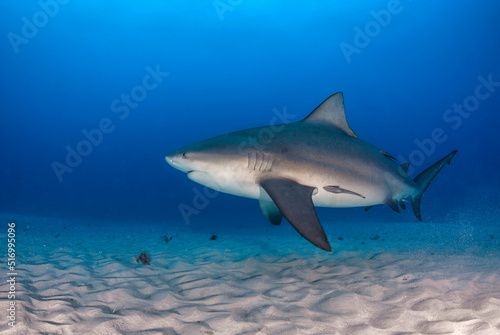 Bull shark (Carcharhinus leucas) swimming close to the sandy bottom 