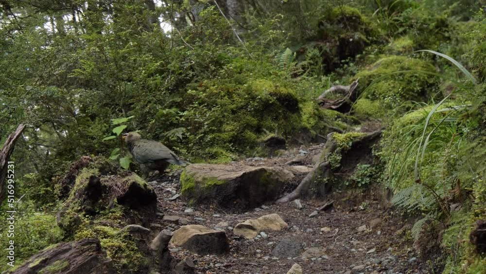 Pan, Playful Kea bird on lush Fiordland trail, Kepler Track New Zealand Pan, Playful Kea bird on lush Fiordland trail, Kepler Track New Zealand