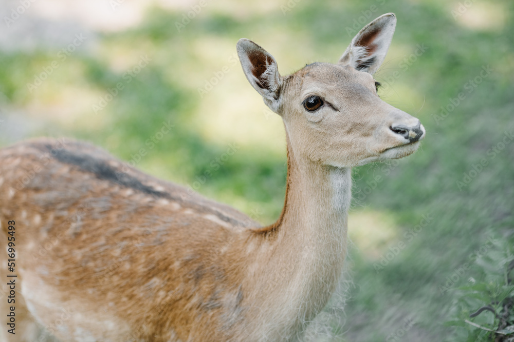  A spotted deer stands in the park on a background of grass and looks to the side