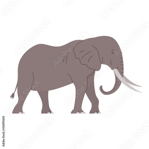 African elephant with tusks. Savannah wild animal. Large herbivorous mammal. Flat vector illustration isolated on white background