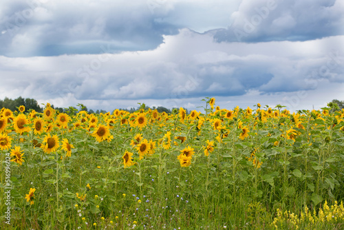 A field with blooming yellow sunflowers and a beautiful blue sky with clouds.