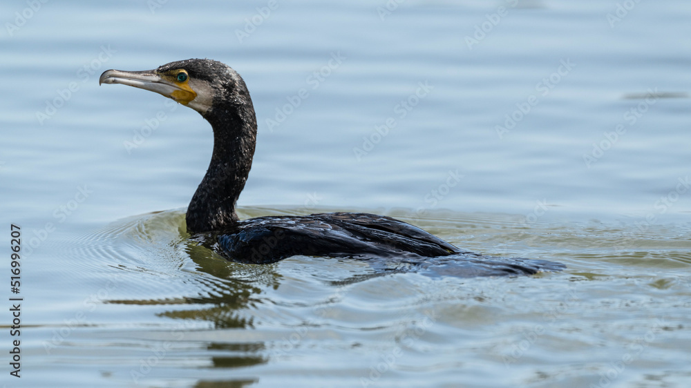 A cormorant swimming in a lake A cormorant swimming in a lake