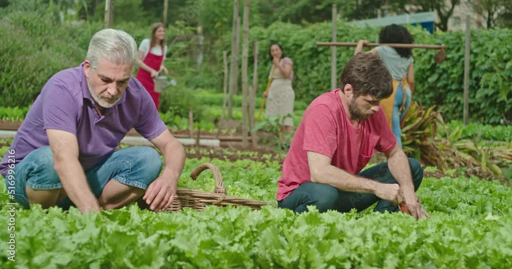 Family growing food at small communitarian farm in urban community garden. Adult son and father growing lettuces and green vegetables Family growing food at small communitarian farm in urban community garden. Adult son and father growing lettuces and green vegetables