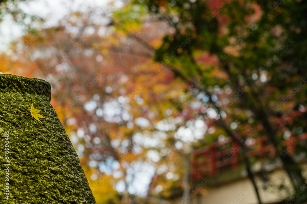 今熊野観音寺(京都府東山区)の紅葉