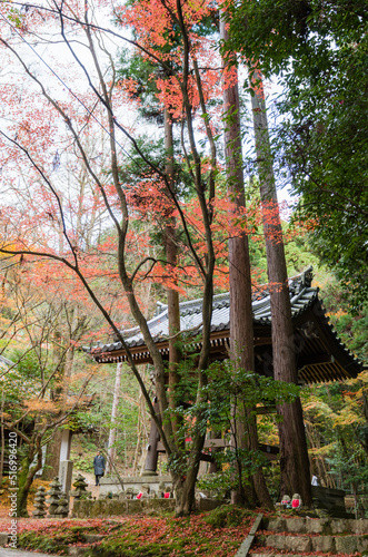 今熊野観音寺（京都府東山区）の紅葉