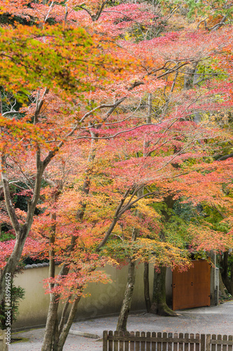 今熊野観音寺（京都府東山区）の紅葉