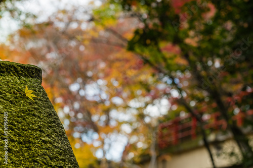 Obraz na płótnie 今熊野観音寺(京都府東山区)の紅葉 w salonie
