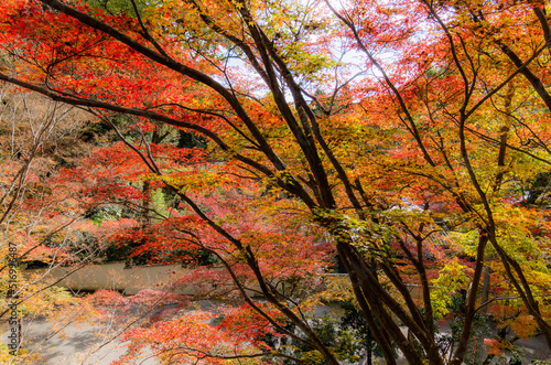 Obraz na płótnie 今熊野観音寺(京都府東山区)の紅葉 w salonie