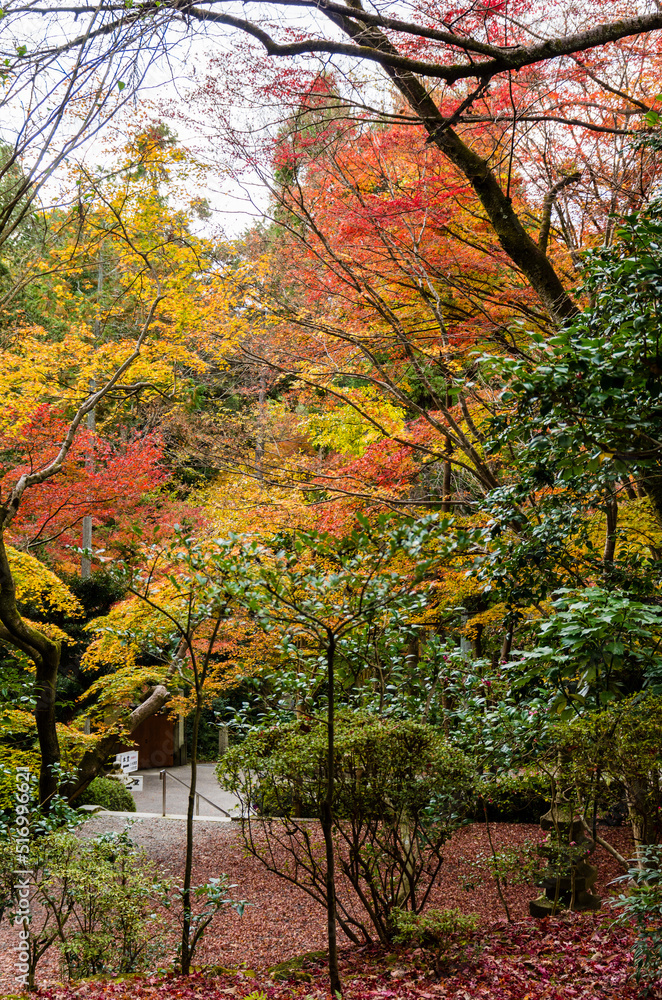 今熊野観音寺(京都府東山区)の紅葉