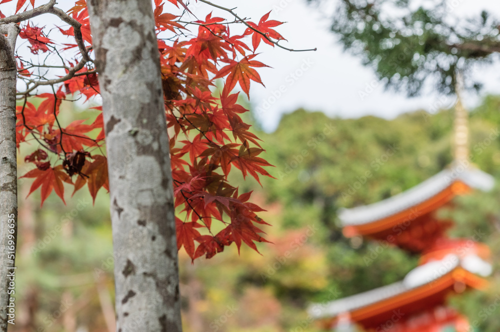 今熊野観音寺(京都府東山区)の紅葉