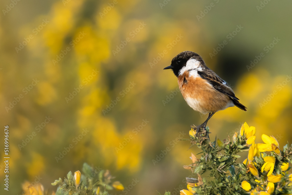 Fototapeta premium A male stonechat sitting on a branch-