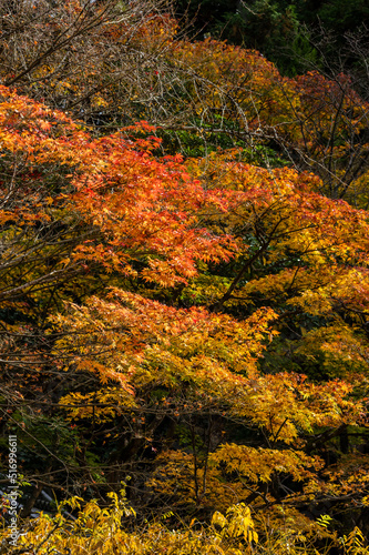 Obraz na płótnie 今熊野観音寺(京都府東山区)の紅葉 w salonie