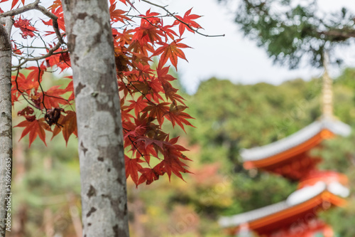 Obraz na płótnie 今熊野観音寺(京都府東山区)の紅葉 w salonie