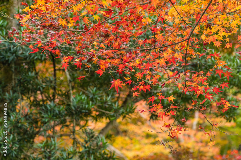今熊野観音寺(京都府東山区)の紅葉