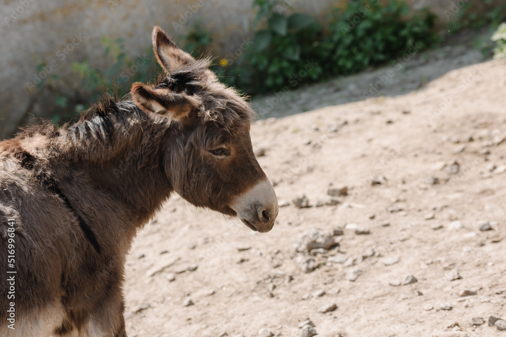 A donkey walks around the farm with its head down A donkey walks around the farm with its head down