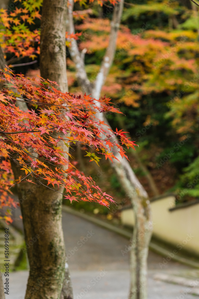 今熊野観音寺(京都府東山区)の紅葉