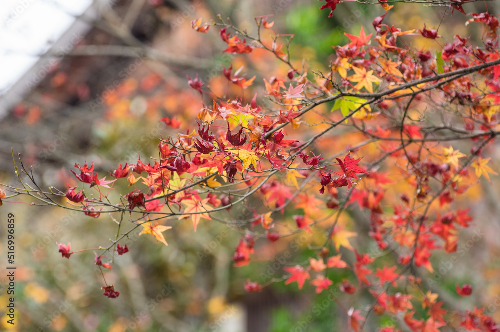 今熊野観音寺(京都府東山区)の紅葉