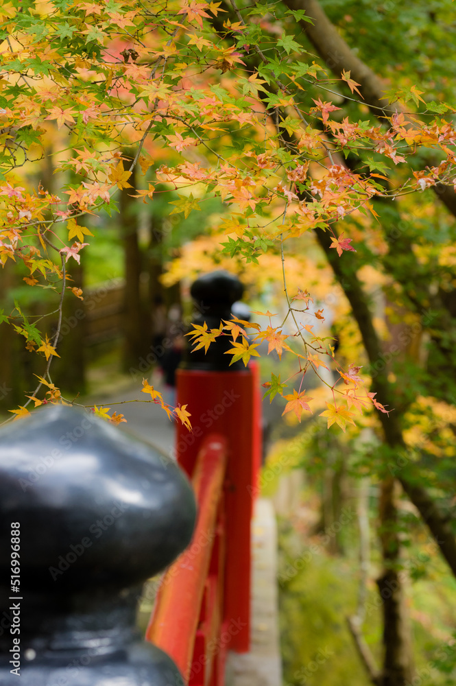 今熊野観音寺(京都府東山区)の紅葉