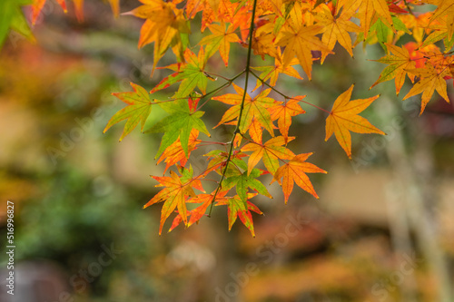 Obraz na płótnie 今熊野観音寺(京都府東山区)の紅葉 w salonie