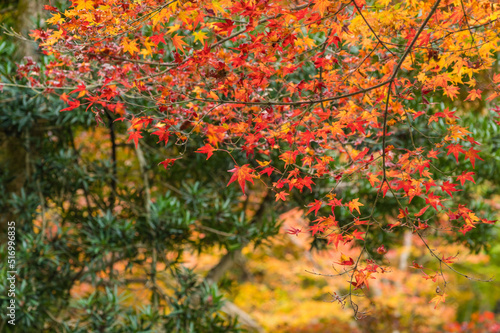Obraz na płótnie 今熊野観音寺(京都府東山区)の紅葉 w salonie