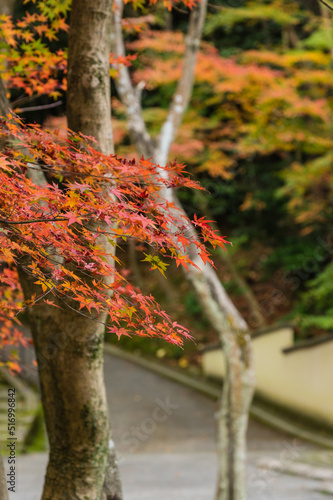 Obraz na płótnie 今熊野観音寺(京都府東山区)の紅葉 w salonie