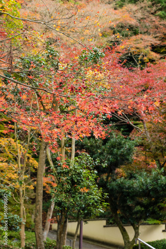 Obraz na płótnie 今熊野観音寺(京都府東山区)の紅葉 w salonie