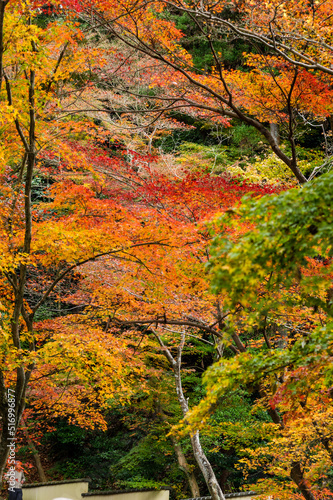 今熊野観音寺（京都府東山区）の紅葉 © 弘文 杉尾