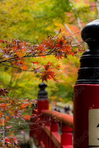 Obraz na płótnie 今熊野観音寺(京都府東山区)の紅葉 w salonie