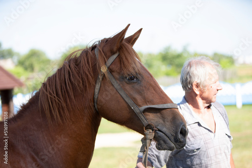 The muzzle of a horse against the background of a blurred elderly man.