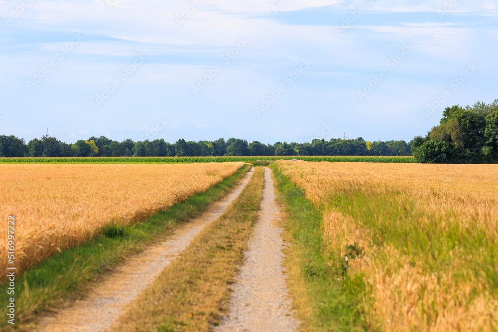 Field path between ripening grain fields