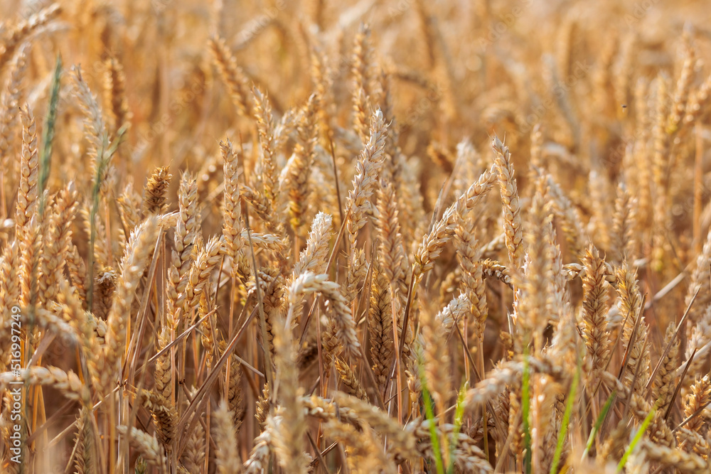 Fototapeta premium Background of golden yellow ripe wheat ears on a corn field