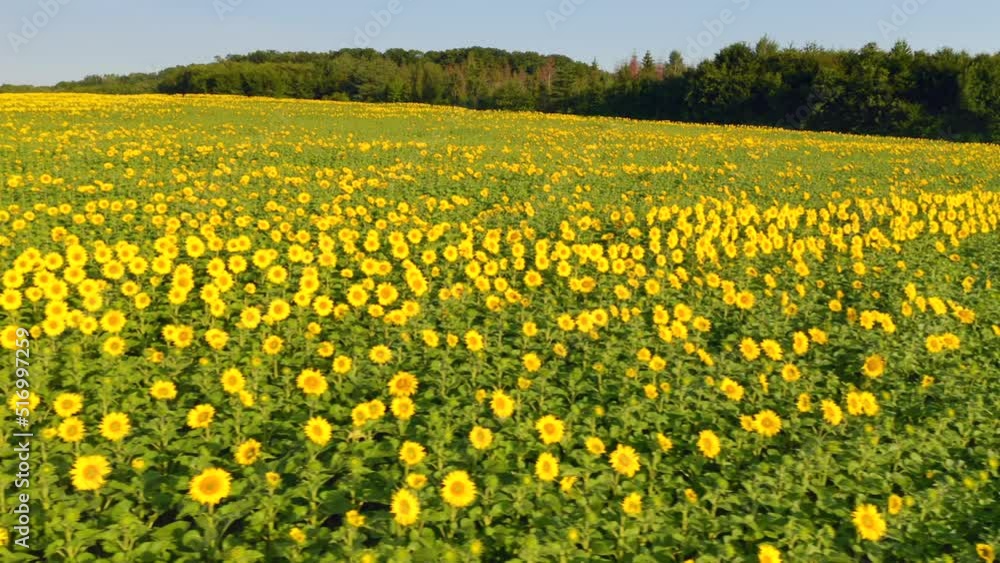 Breathtaking sunflower plantation on a sunny day. UHD 4k video. Breathtaking sunflower plantation on a sunny day. UHD 4k video.