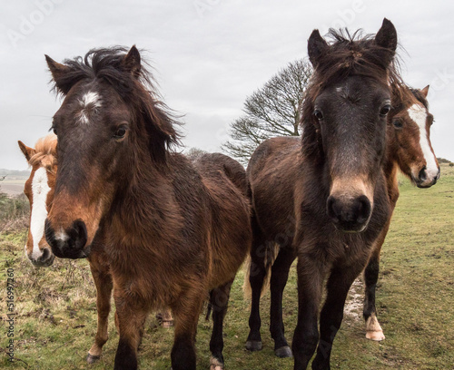 Fototapeta Naklejka Na Ścianę i Meble -  Curious ponies on the Sussex Downs