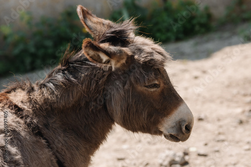  A donkey walks around the farm with its head down. Close up