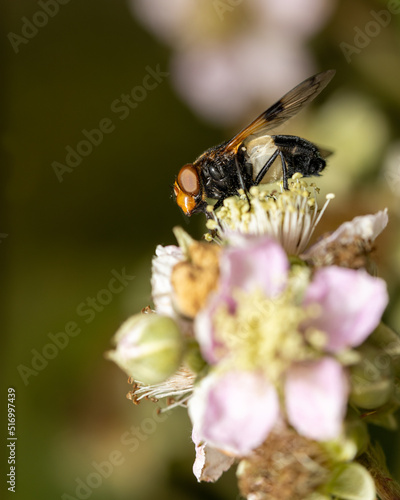 A pellucid fly (Volucella pellucens) on a flower