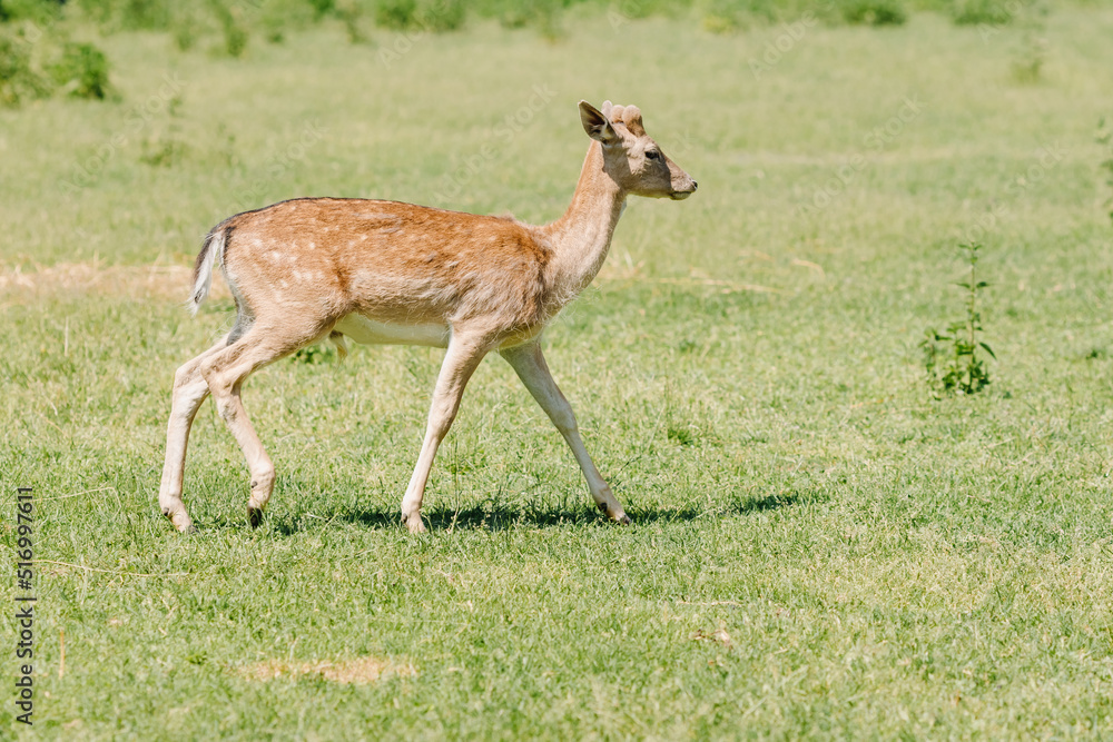 A young spotted white-tailed deer walks through a field in summer A young spotted white-tailed deer walks through a field in summer