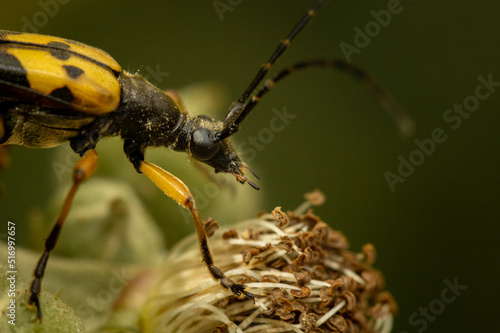 Spotted longhorn (Rutpela maculata) insect close up © Joel