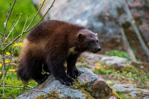 Brown glutton wolverine on a rock in a forest
