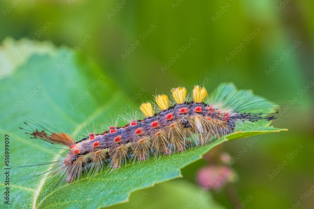 Rusty tussock moth caterpillar, Orgyia antiqua larva on leaf