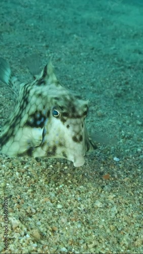 VERTICAL VIDEO: Close-up of Boxfish swims over sandy bottom. Thornback Boxfish or Camel Cowfish (Tetrosomus gibbosus) Red sea, Egypt photo