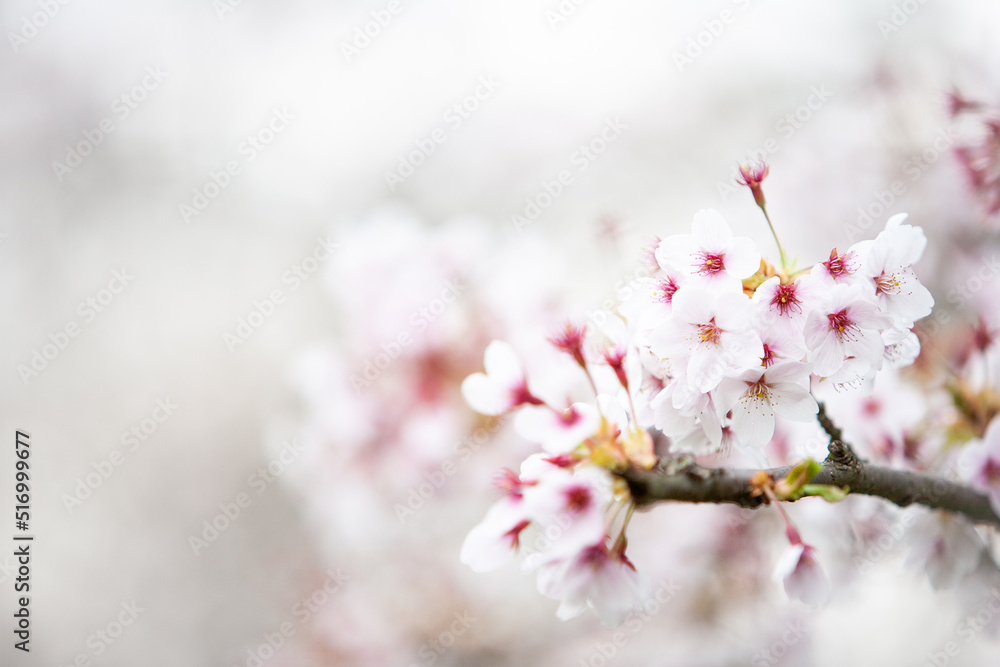 Cherry Blossom. Shallow and selective focus on the branch of a flowering cherry tree with bokeh copy space.
