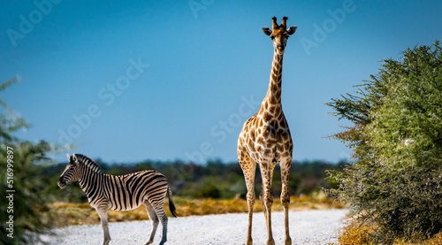 Stunning shot of a giraffe and a zebra standing next to each other in the Namibia savanna woodlands